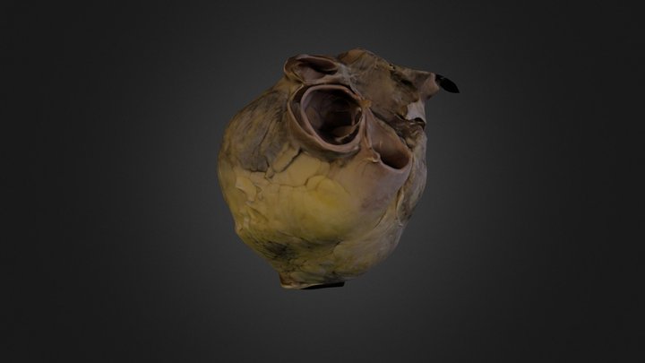 Corazón 1 3D Model