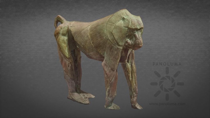 Rembrandt Bugatti - Baboon 3D Model