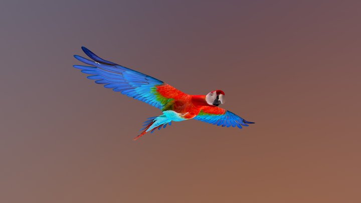 Guacamaya-2013fb24 3D Model