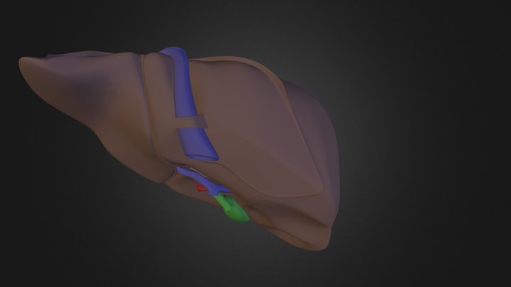 liver 3D Model