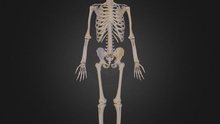 Scheletro.blend 3D Model