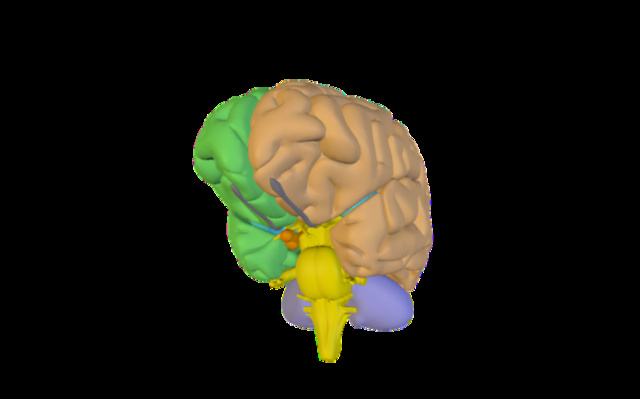 human brain 3D Model