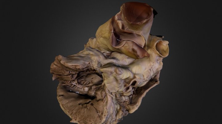 Corazón 2 3D Model