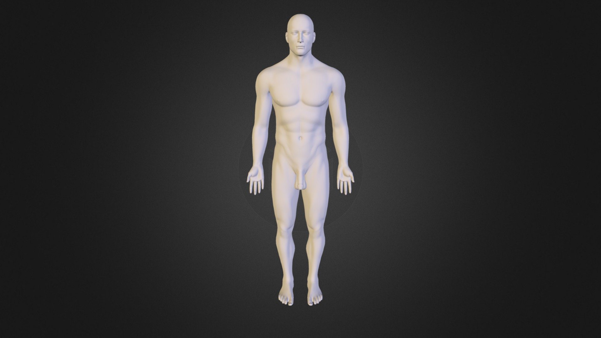 zygote_male_w_repro