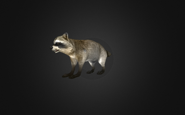 Racoon 3D Model
