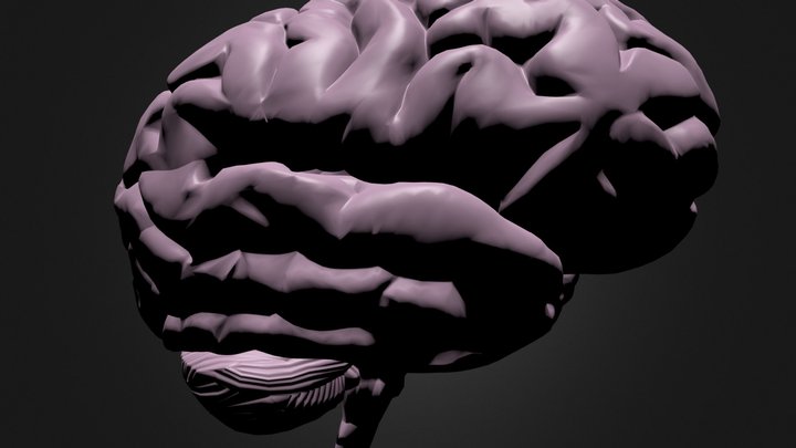brain8 3D Model