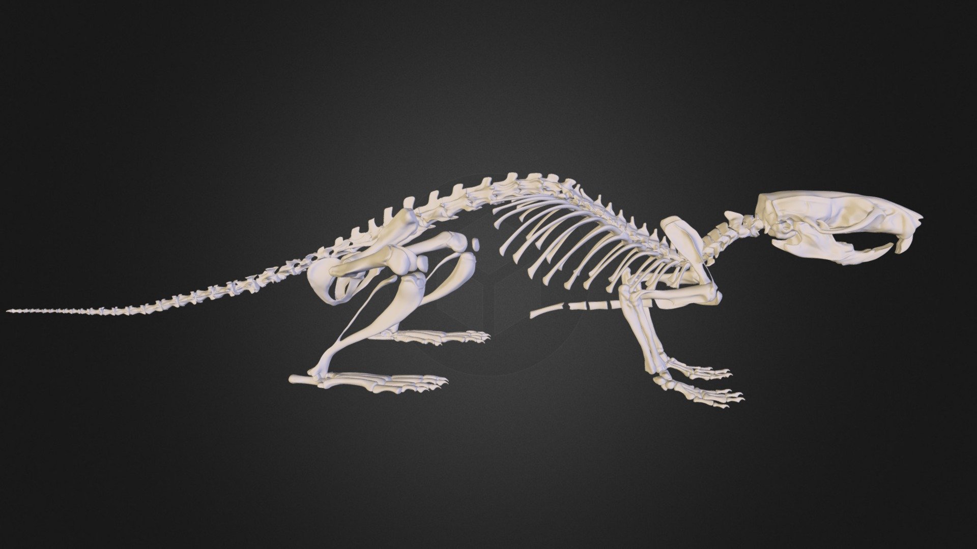 Rat skeleton 3D model by Mieke Roth (miekeroth) [ss2yfIM] Sketchfab