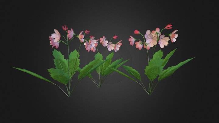 sakurasou3.zip 3D Model