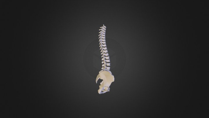 squelettespine_strap20.obj 3D Model
