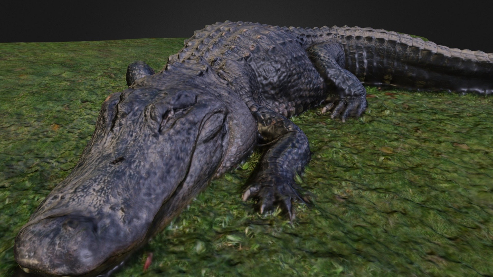 Alligator - 3D model by Sketchfab [upuR3b3] - Sketchfab