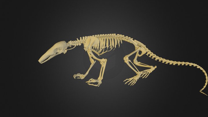 anteater.FBX 3D Model