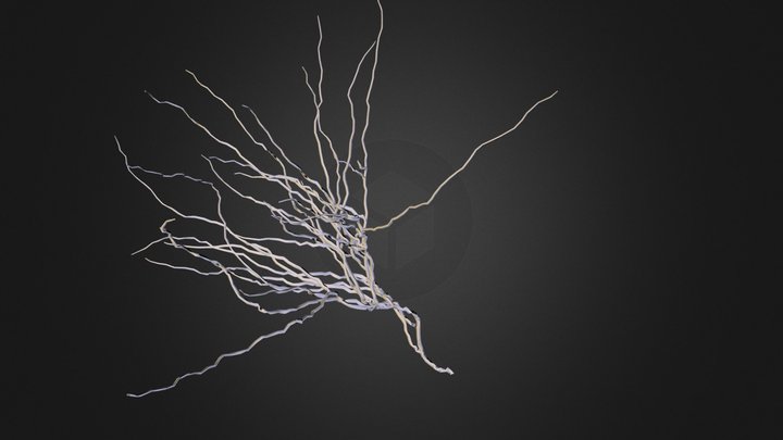 veine 3D Model