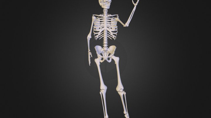 cały szkielet  3D Model