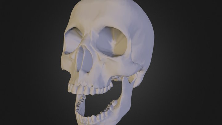 czaszka 3D Model